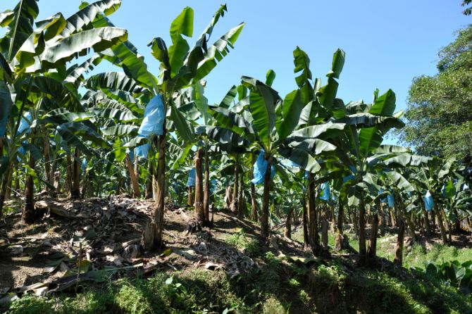 Plantacion de banano en las afueras de Limon