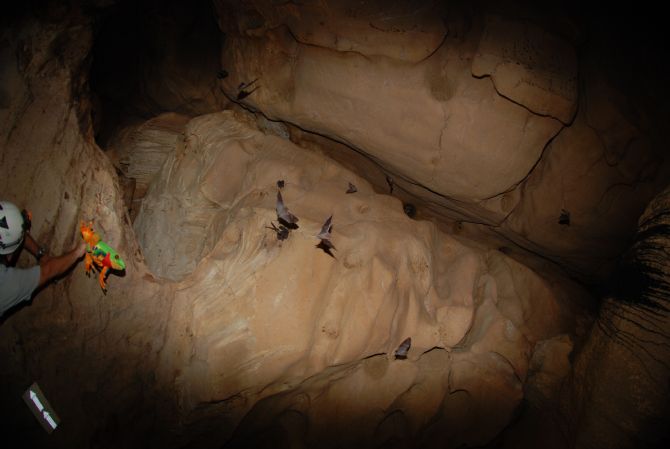 Murcielagos volando con Javi the Frog en las Cuevas de Venado