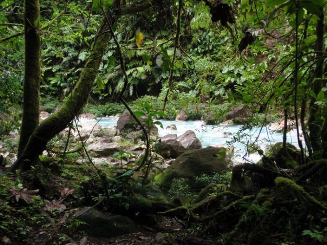 Densa jungla en Rio Celeste