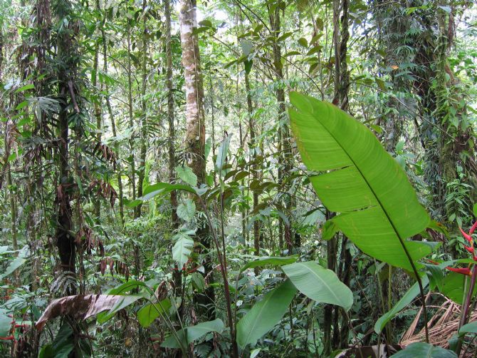 Bosque en el Parque Nacional Braulio Carrillo