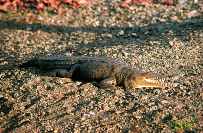 Cayman en la playa