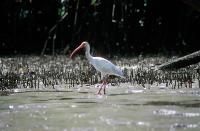 Garceta en el manglar