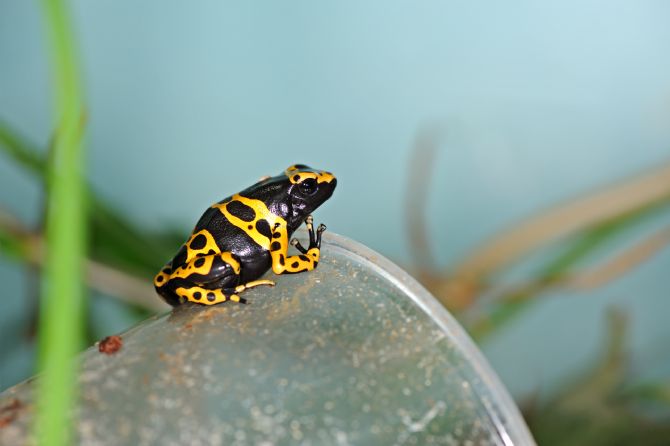 Sapo Pintado (Atelopus varius)