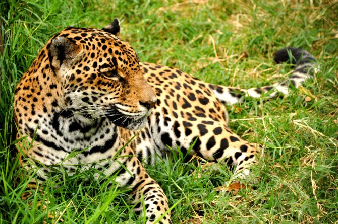 El Jaguar en peligro de extinción