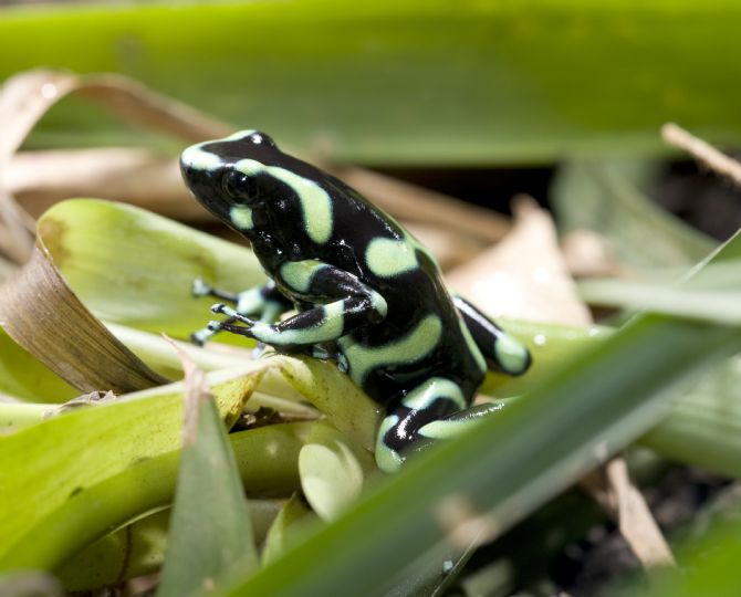 Rana Venenosa en el bosque en el Parque Nacional Carara