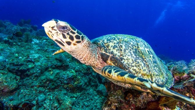 Tortuga Carey nadando en el océano