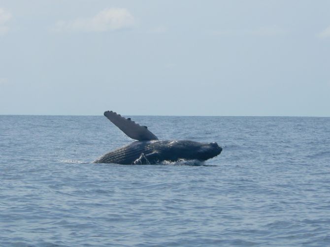 Ballena Jorobada en las afueras de Costa Ballena