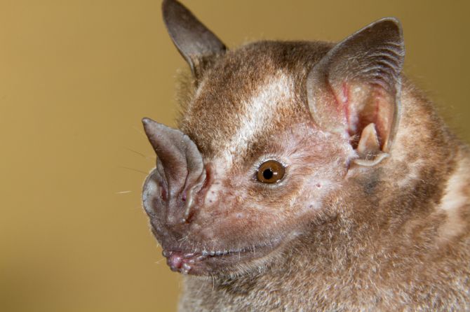 Murcielago de Fruta de Jamaica (Artibeus jamaicensis)