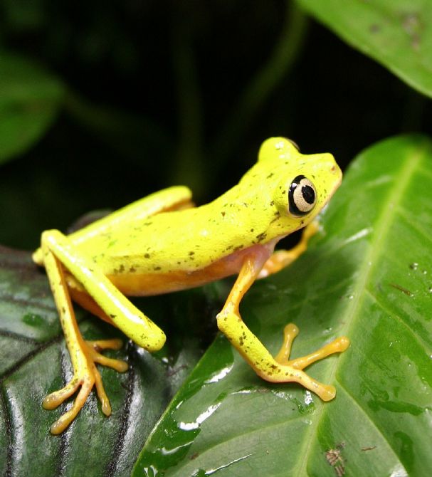 La muy rara y en peligro de extincion Rana Arboricola