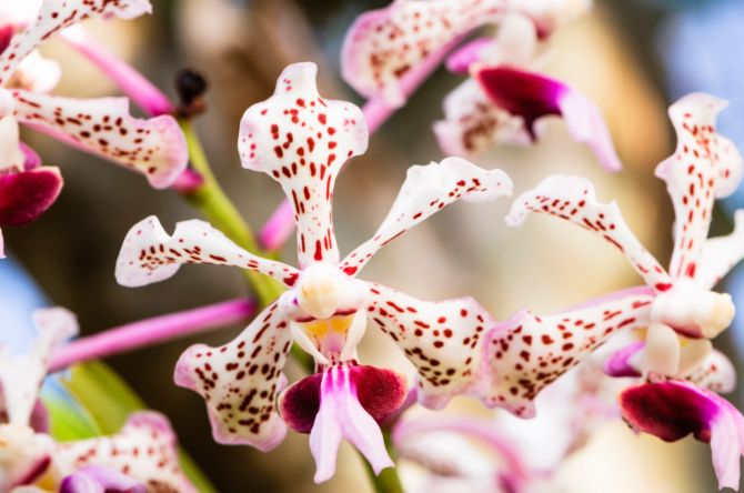 Orquidea en el CATIE