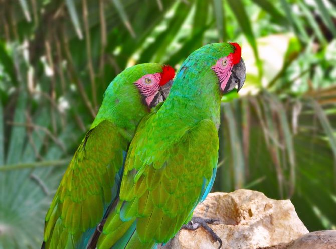 Una pareja de Lapa Verdes