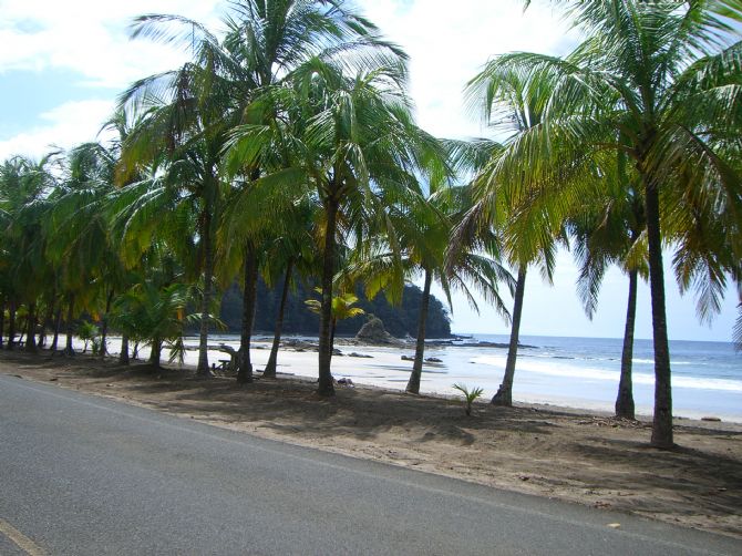 Palmera alineada en Playa Carrillo
