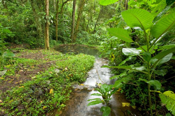 Hermoso bosque tropical en Guapiles