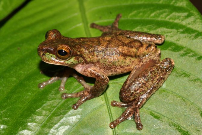 La rana de árbol más raro, Isthmohyla rivularis, © Andrew Gray