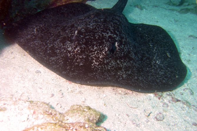 Ray en la Isla del Coco