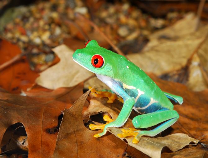 Rana de arbol Ojos Rojos en el bosque