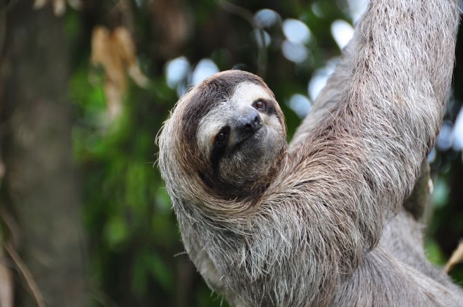 Sorprendente oso perezoso en Manuel Antonio