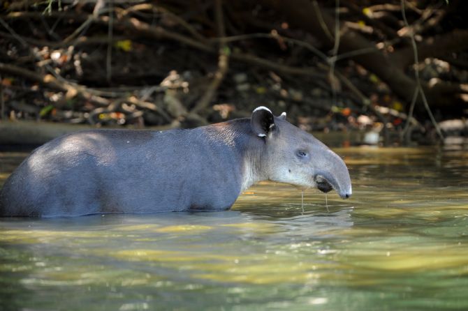 Tapir macho adulto en el Parque Nacional Corcovado