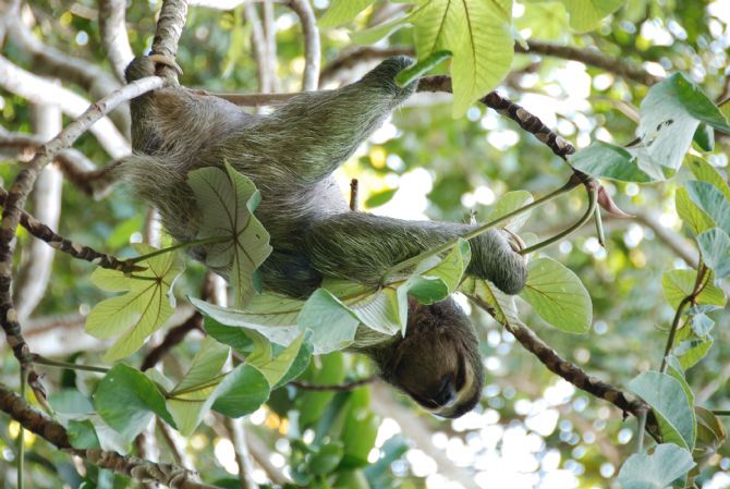 Perezoso en arbol