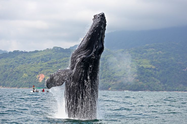 Ballena Jorobada en el Parque Nacional Marino Ballena