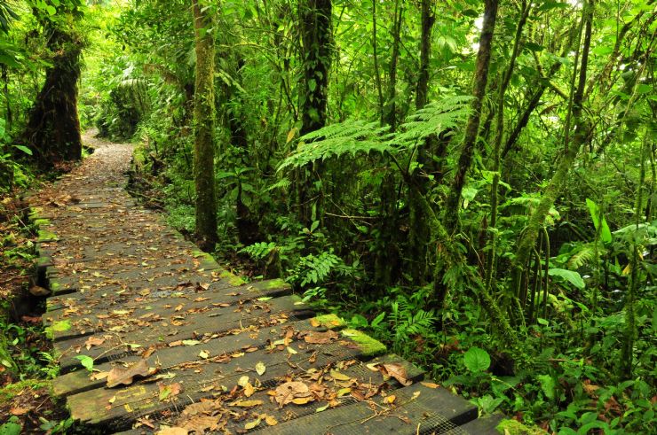 Sendero en la Reserva Biologica de Monteverde