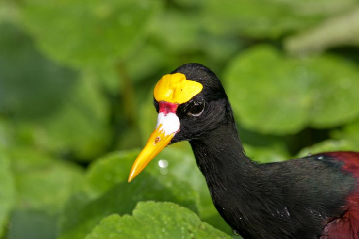 Jacana en el Refugio de Vida Silvestre Caño Negro