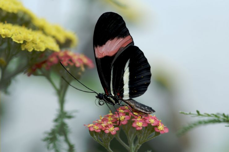 Mariposa Cartero en la Reserva Biologica Hitoy-Cerere