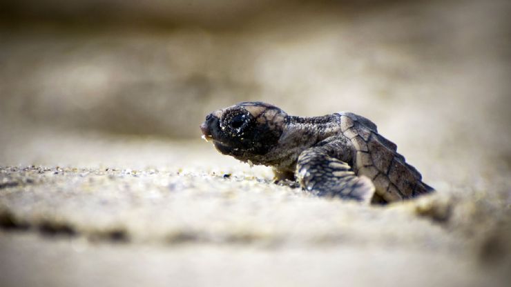 Tortuga Baula bebé eclosionando en Playa Grande