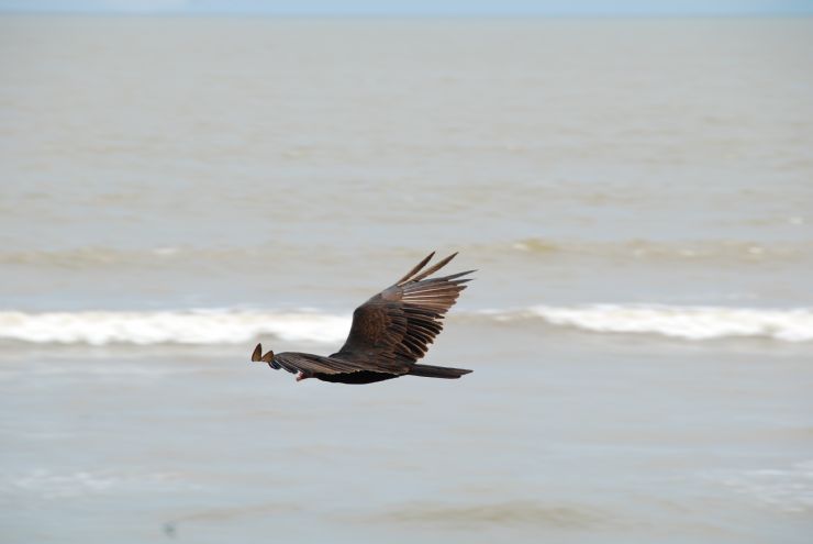 Ave sobrevolando Playa Zancudo