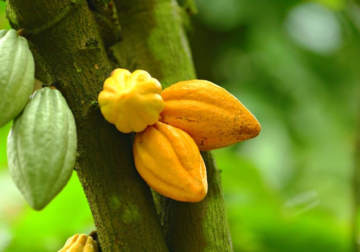Semilla de Cacao creciendo en finca de Sarapiqui