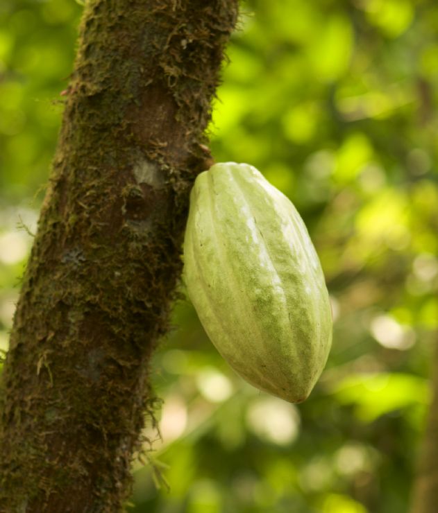El cacao de los arboles se puede convertir en chocolate