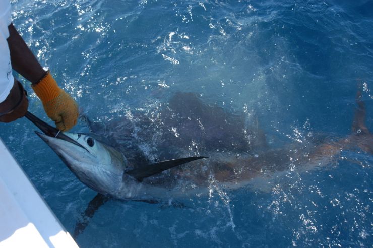 Captura y liberacion de un Marlin en Quepos, Costa Rica
