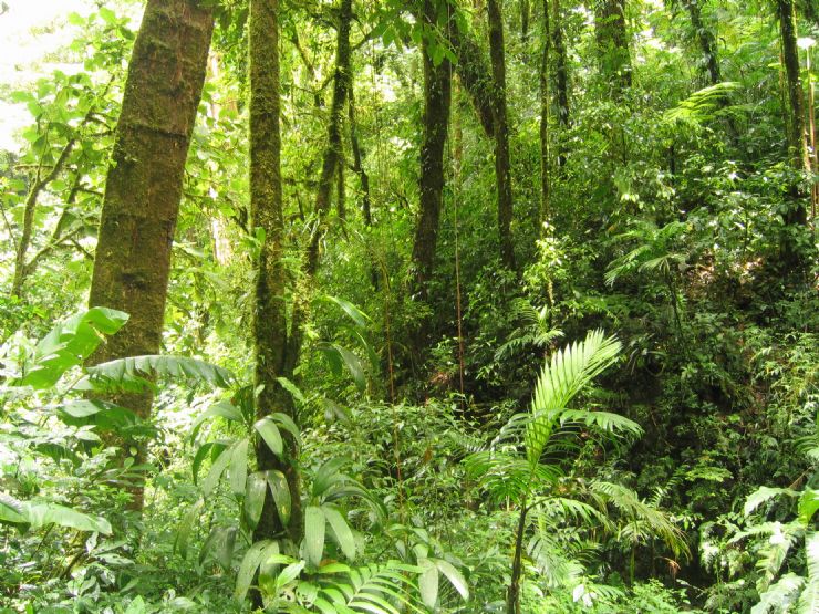 Hermoso bosque verde en la Reserva Forestal nubosa de MOnteverde
