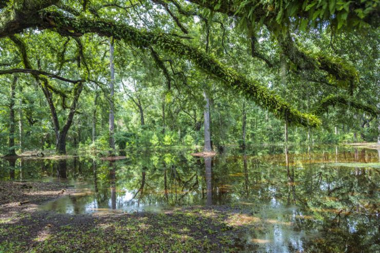 Reserva Forestal de Golfo Dulce