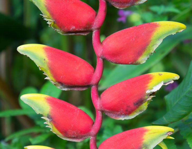 Hermosa Heliconia en el Refugio de vida Silvestre Barra del Colorado