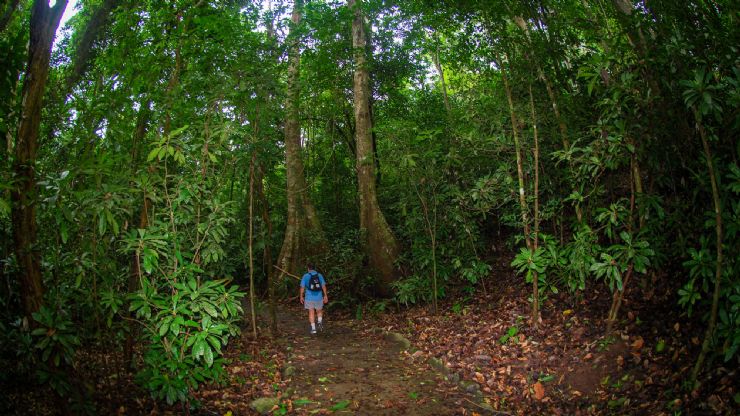 Senderismo en el Parque Nacional Carara cerca de Jacó