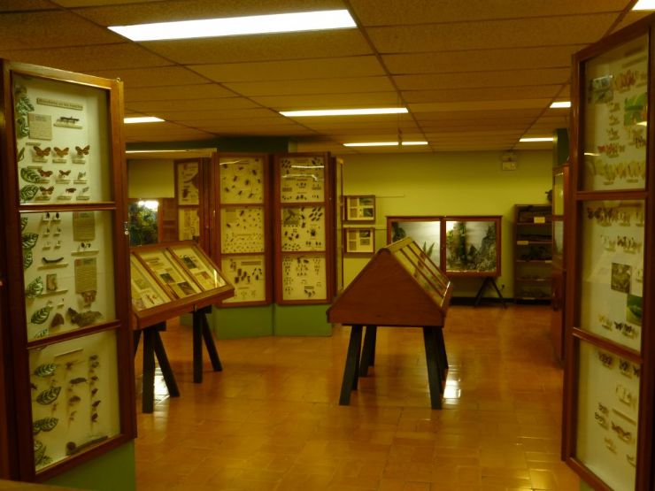 Salon general de insectos en el Museo de Insectos en San Jose