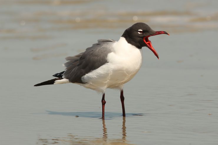 Gaviota Risuena haciendo un llamado en la playa en Cabo Blanco