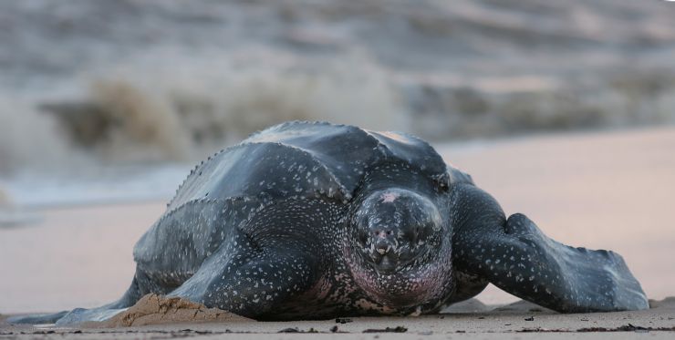 Tortuga Laud saliendo del Oceano