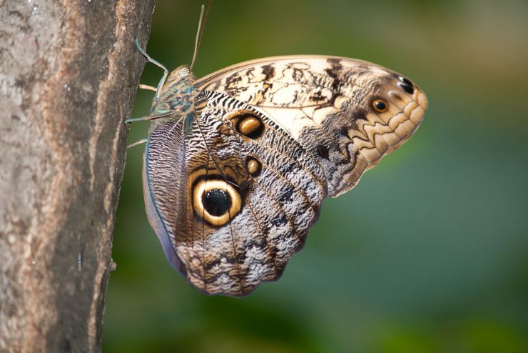 Mariposa Buho en arbol en la Reserva Biologica Lomas de Barbudal