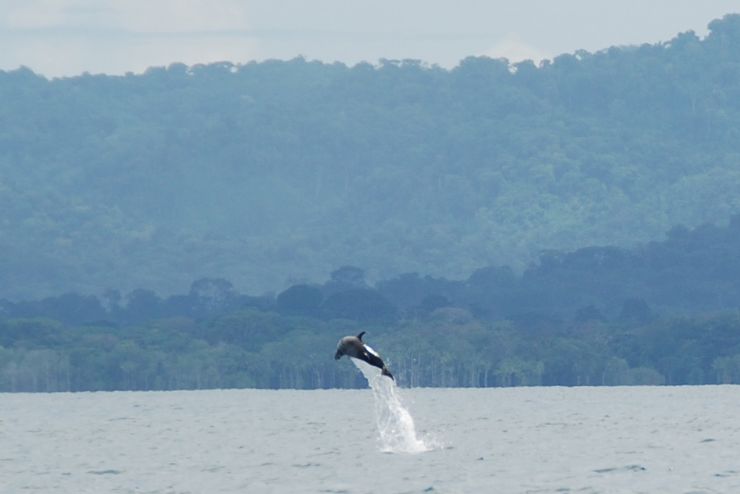 Delfin Manchado del Pacífico de camino a Playa Nicuesa Rainforest Lodge en el Golfo Dulce