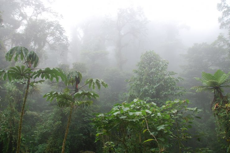 Bosque Nuboso de Montevede inmerso en nubes