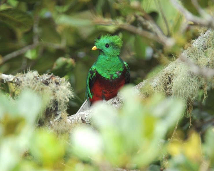Quetzal visto en la Zona Protegida Las Tablas