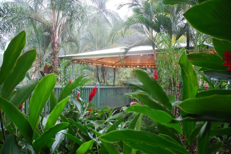 Fuerte lluvia en la vegetación de Turrialba