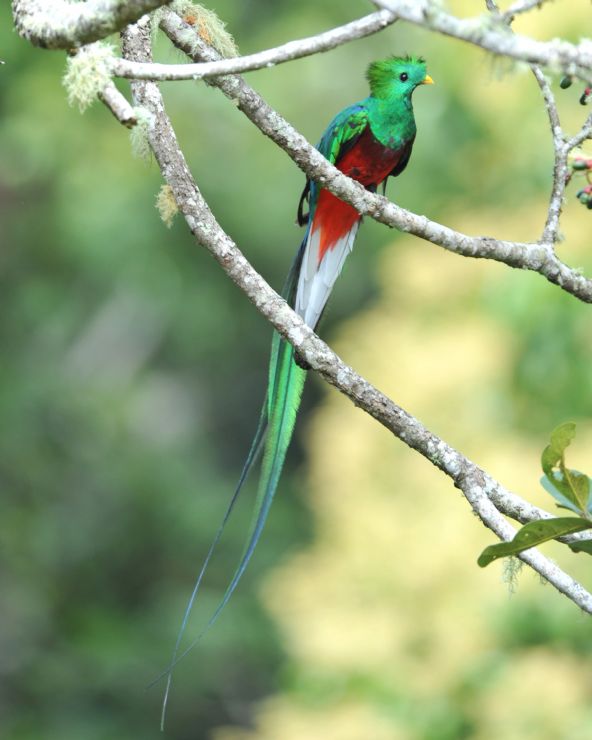 Resultado de imagen para quetzal costa rica