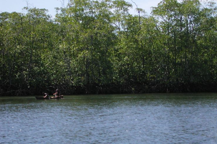 Rio Sierpe, Palmar Sur