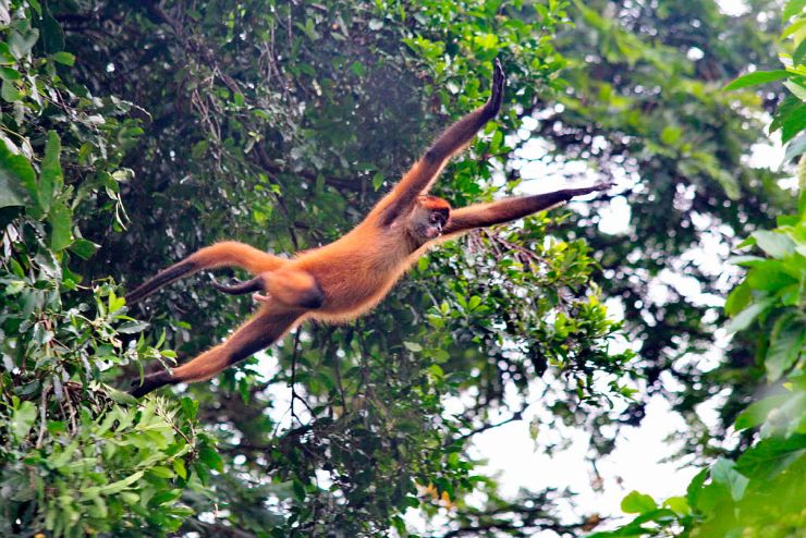 Mono araña saltando en el Parque Nacional Tortuguero