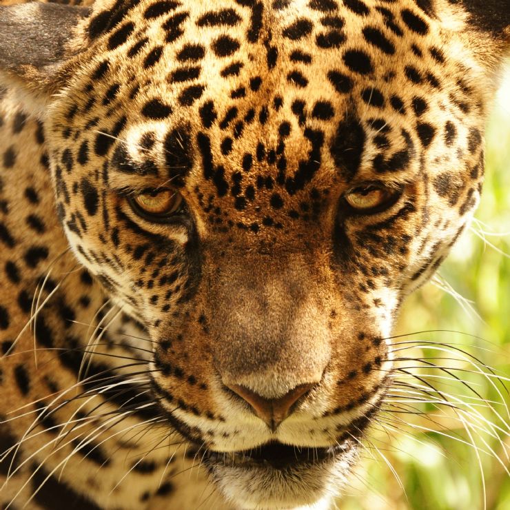 Los ojos de un Jaguar en Costa Rica