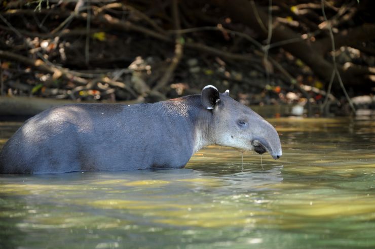 Tapir macho adulto en el Parque Nacional Corcovado