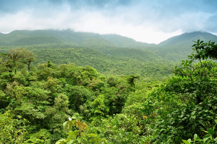 Vista del bosque de Hojancha Guanacaste